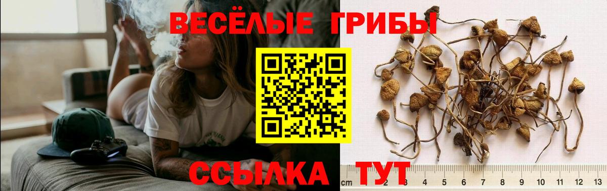 Красный Сулин  продажа наркотиков  Вход с VPN  Галлюциногенные грибы Psilocybe 